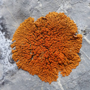 Lichen sur lapiaz